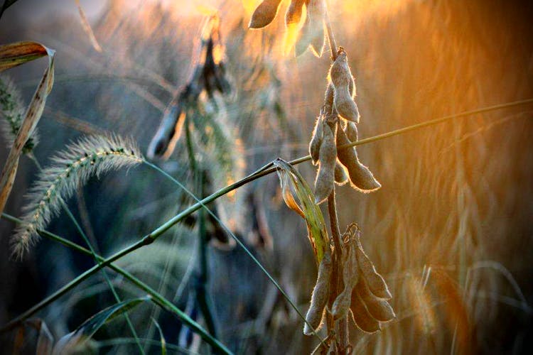 University of Illinois - New Soybean Nutrition Needs Identified