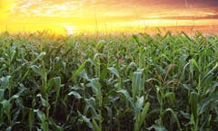 11 Proven Practices for Increasing Corn Yields and Profits