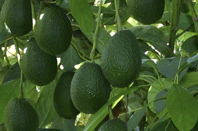 New UF/IFAS-Developed Avocado App Helps Guide Irrigation