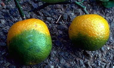 USDA Announces Additional Support for Citrus Growers Impacted by HLB