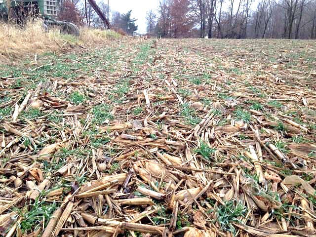 Cover Crops: Why We Do Not Use Them