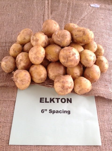 No browning, less grease with Florida’s Elkton potato