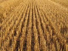 No-Till Agriculture May Not Bring Hoped-For Boost in Global Crop Yields, Study Finds