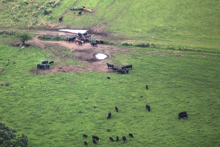 Grazing Wet Fields Could Expose Cattle to Foot Rot, Pinkeye