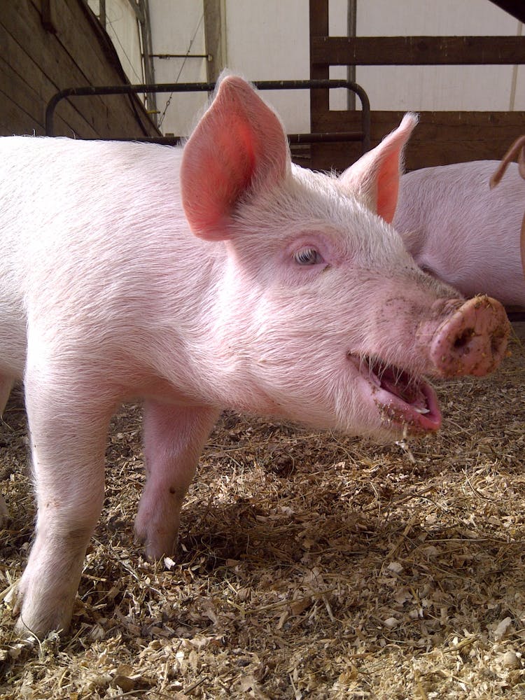 Researchers test organic vs. inorganic microminerals fed to pigs