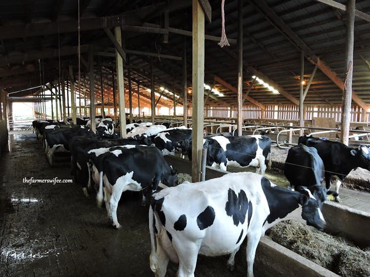 New Tool Evaluates Options for Reducing Odors in Livestock Operations