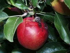 Cultural Practices In The Dormant Season Reduce disease In Apple Trees