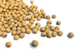 Plant Breeder Boosts Soybean Diversity, Develops Soybean Rust-Resistant Plant