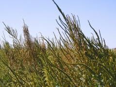 Fall-applied herbicides: Which weed species should be the target?
