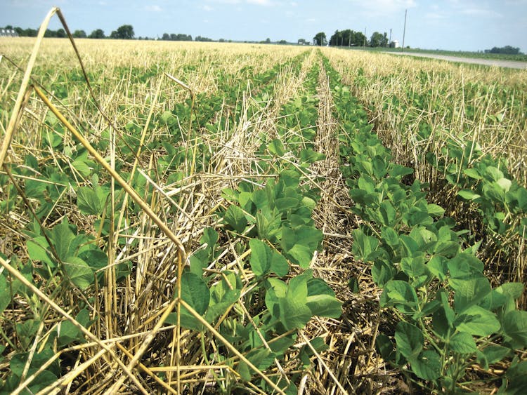Are Cover Crops Right for Your Operation?