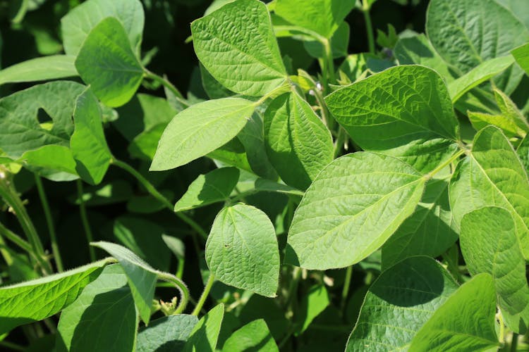 Thunder Seed Offers New Roundup Ready 2 Xtend Soybeans