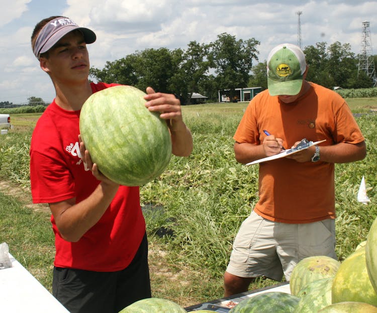 The University of Georgia Vegetable Horticulturist Looking To Enhance States Top Vegetable Crop
