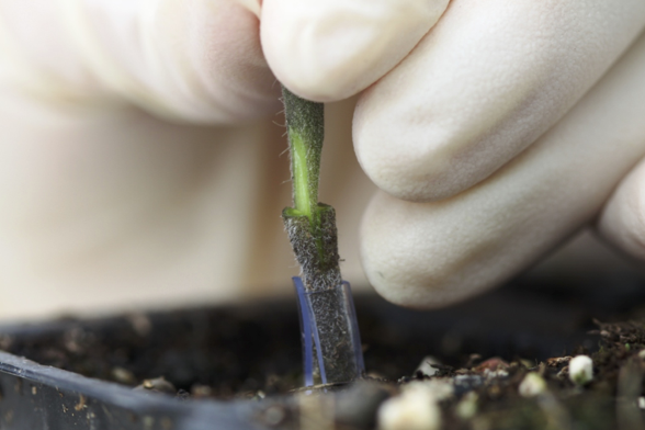 Vegetable Grafting Symposium Gathers Industry, Leading Researchers