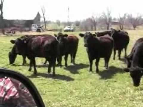 Murphy Livestock Springer Heifers